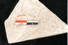 Foto (Detailansicht) von Banksia ungeri Ettingshausen (NHMW-GEO-2024-0188-8145)